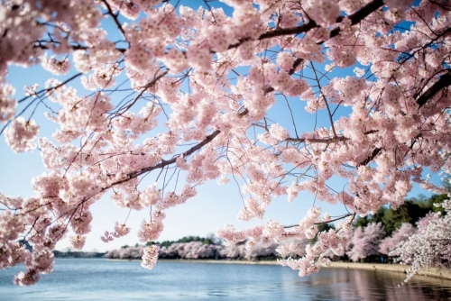 사진=Cherry Blossom Watch 사진=Cherry Blossom Watch