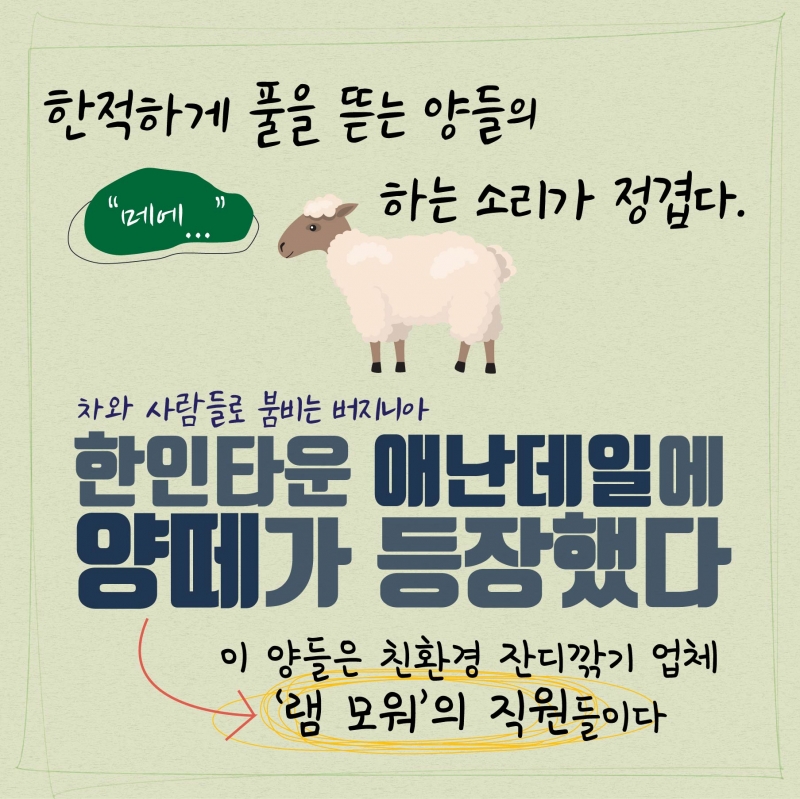 [로컬] 기계 대신에 양들이 잔디를 깎는다?