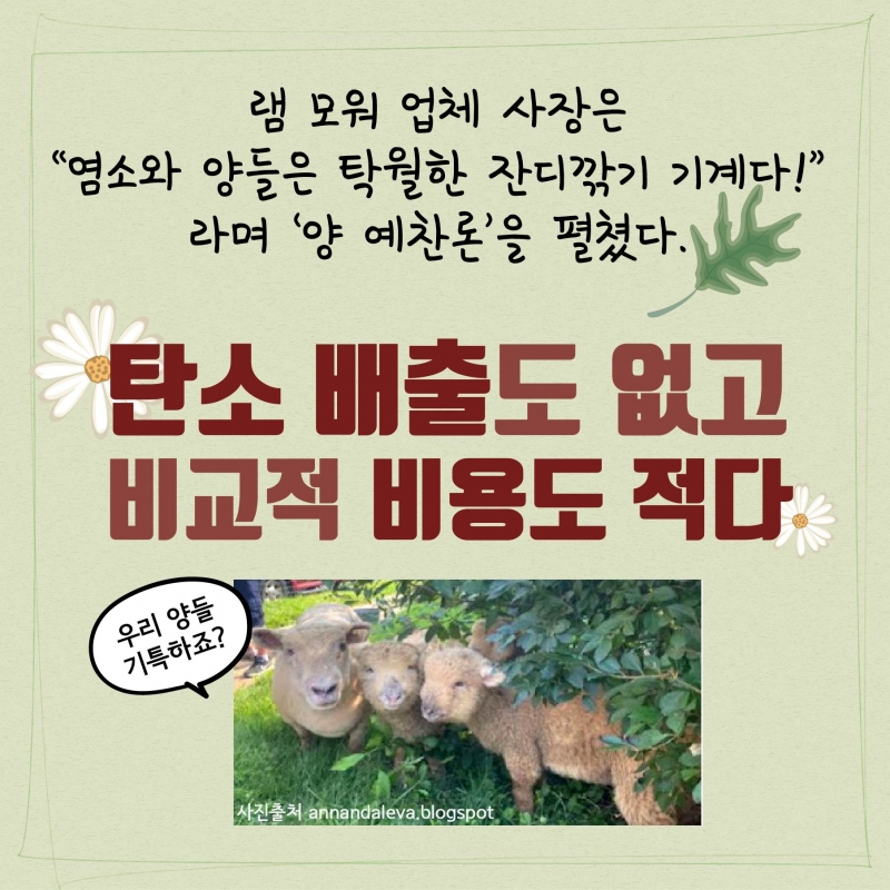 [로컬] 기계 대신에 양들이 잔디를 깎는다?
